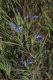 image of Stypandra glauca