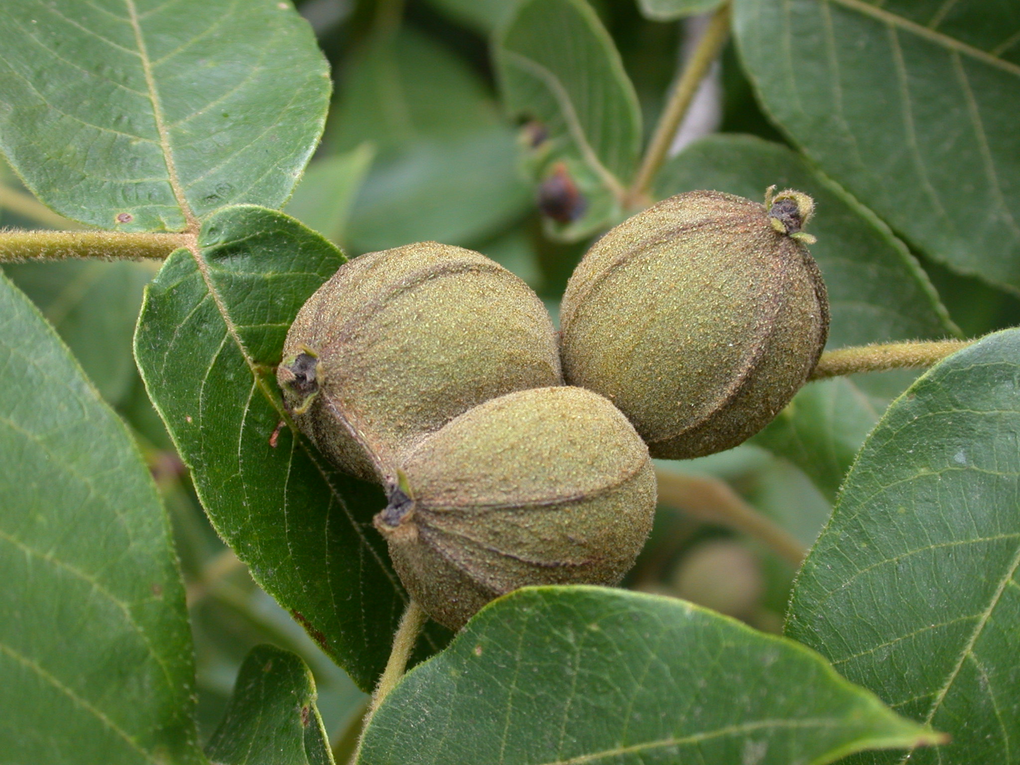 Juglandaceae Carya tomentosa