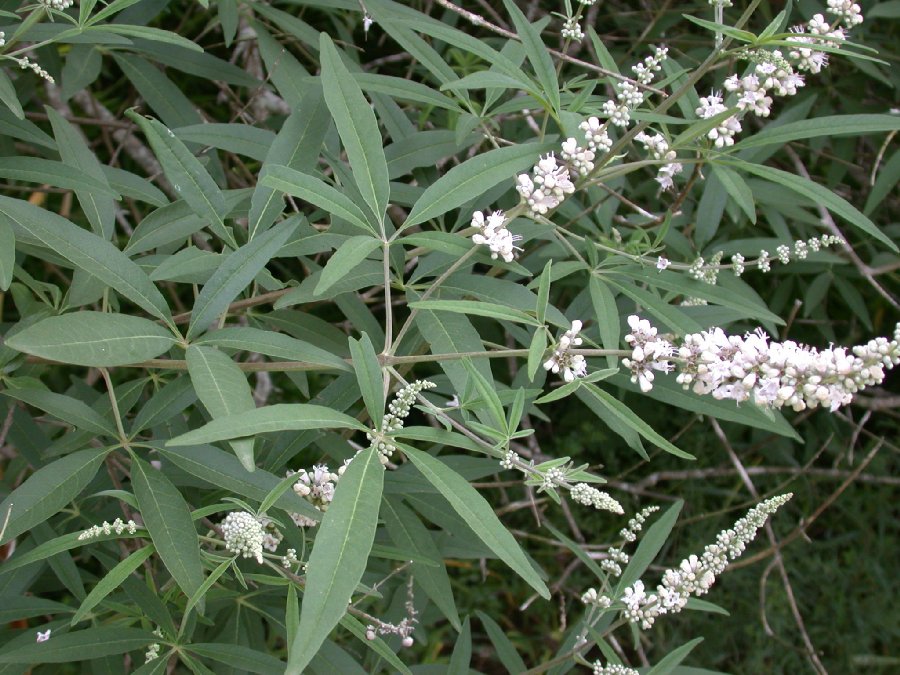 Lamiaceae Vitex agnus-castus