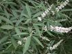 image of Vitex agnus-castus