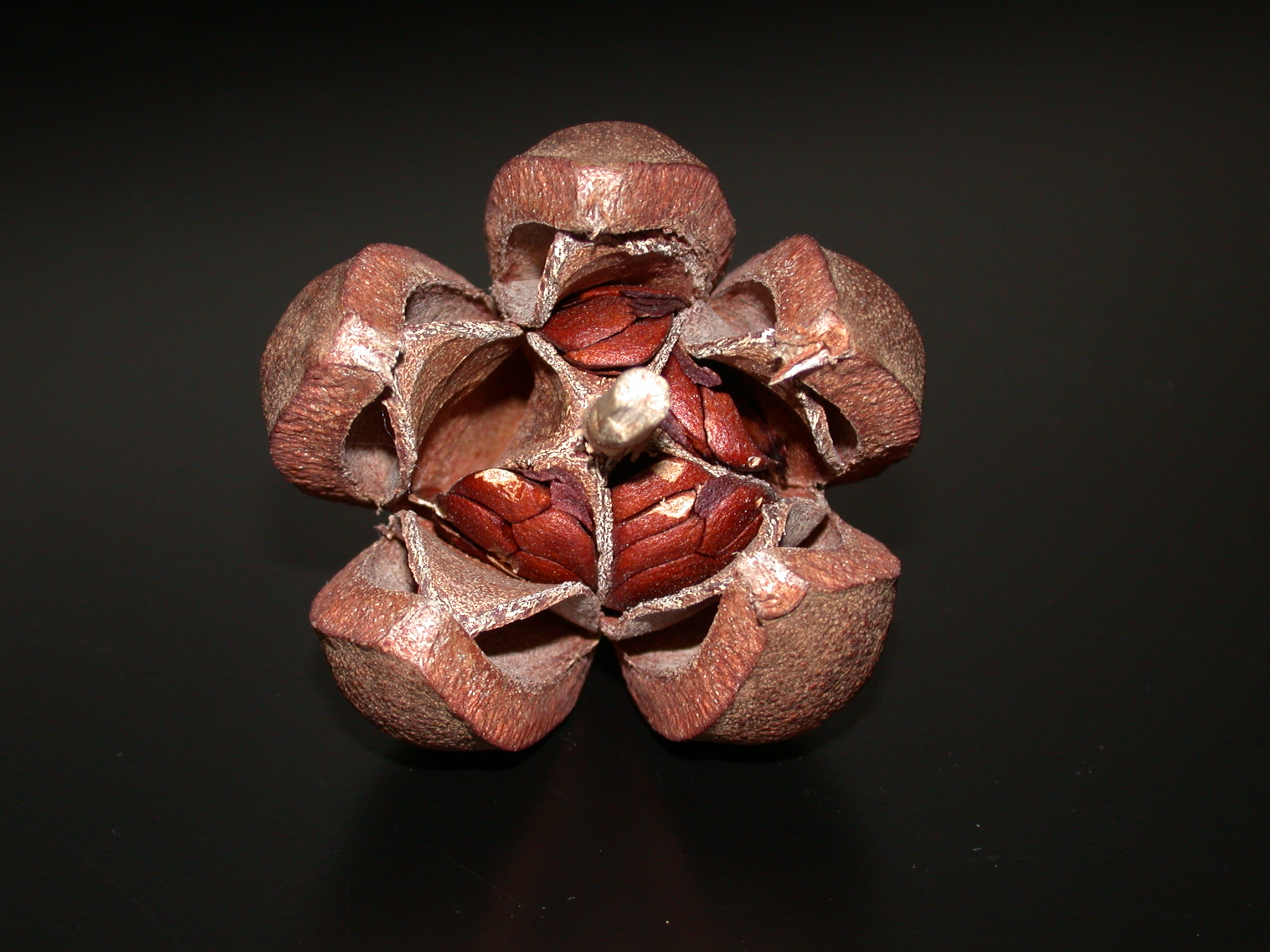 Meliaceae Swietenia mahagoni