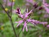 image of Lychnis flos-cuculi
