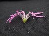 image of Lychnis flos-cuculi