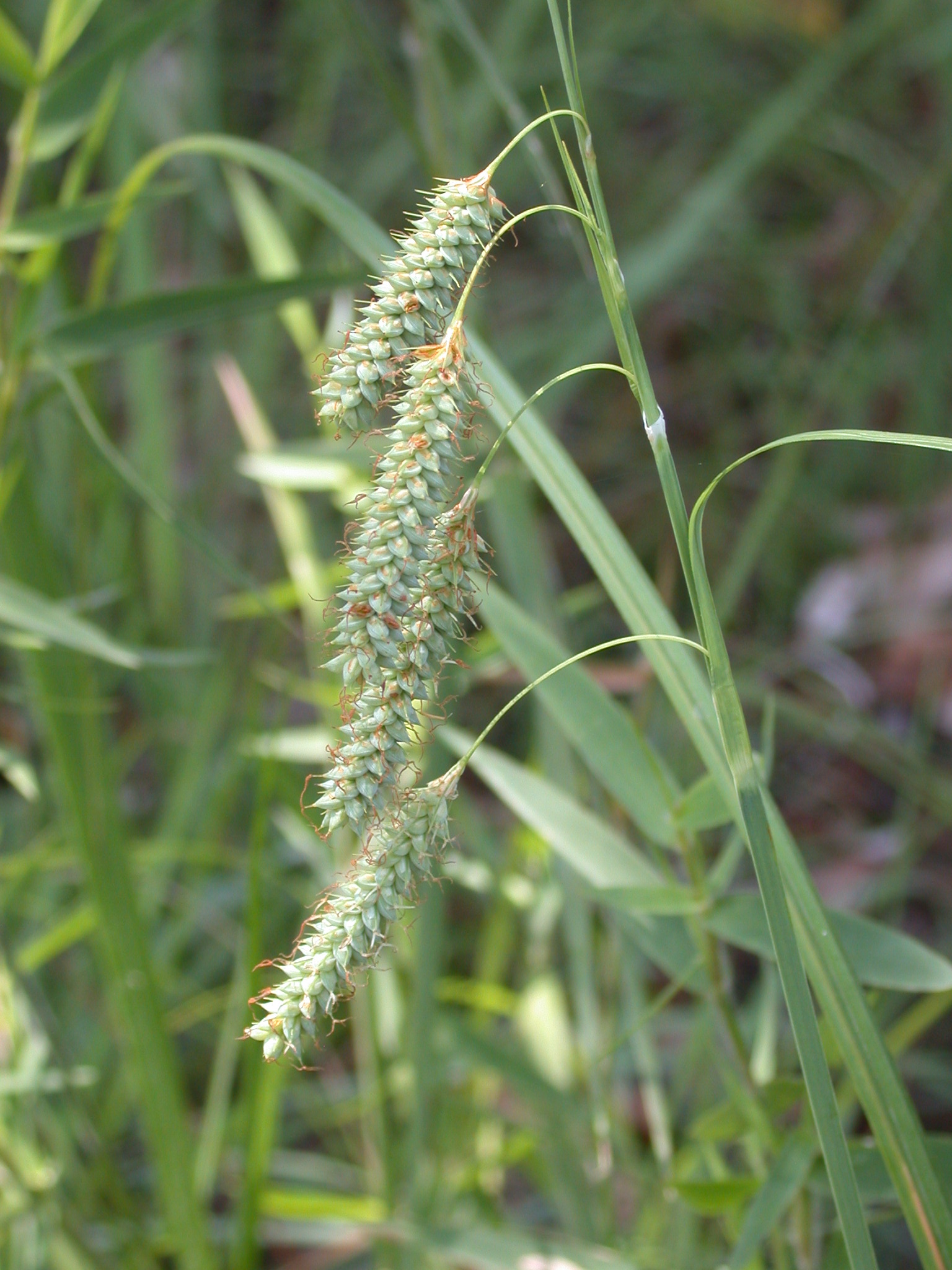 Cyperaceae Carex glaucescens