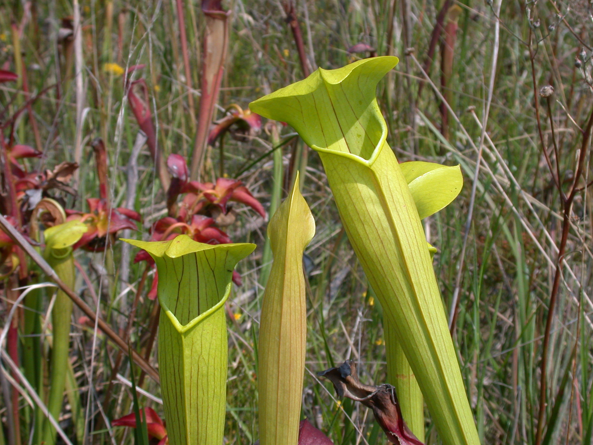 Sarraceniaceae Sarracenia alata