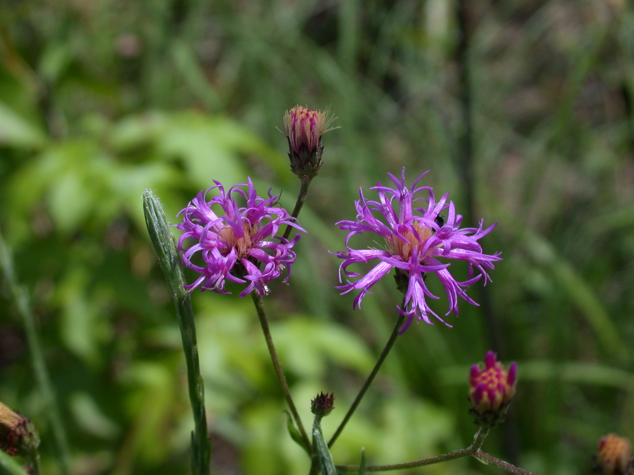 Asteraceae Vernonia texana