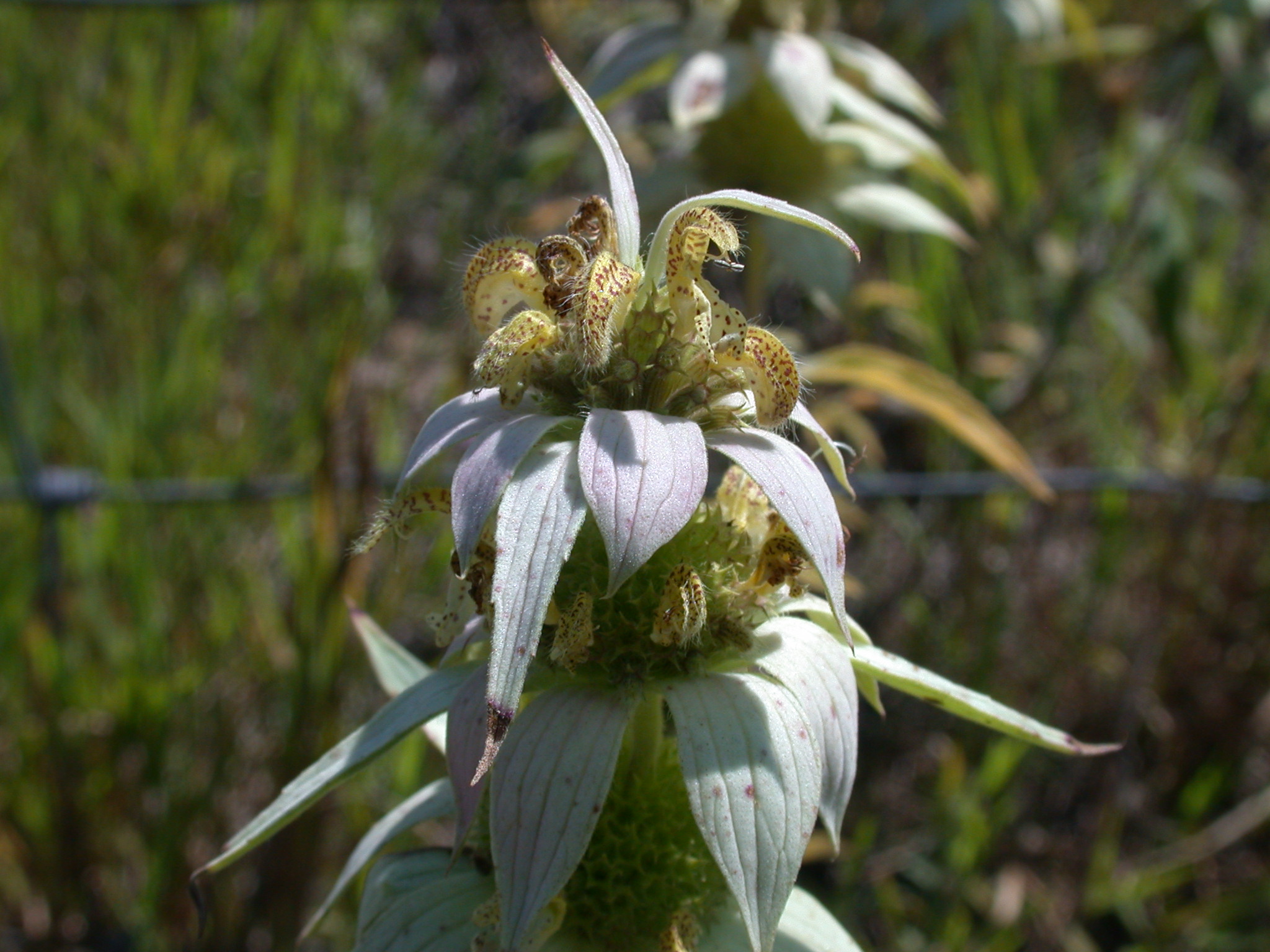 Lamiaceae Monarda punctata