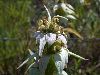 image of Monarda punctata