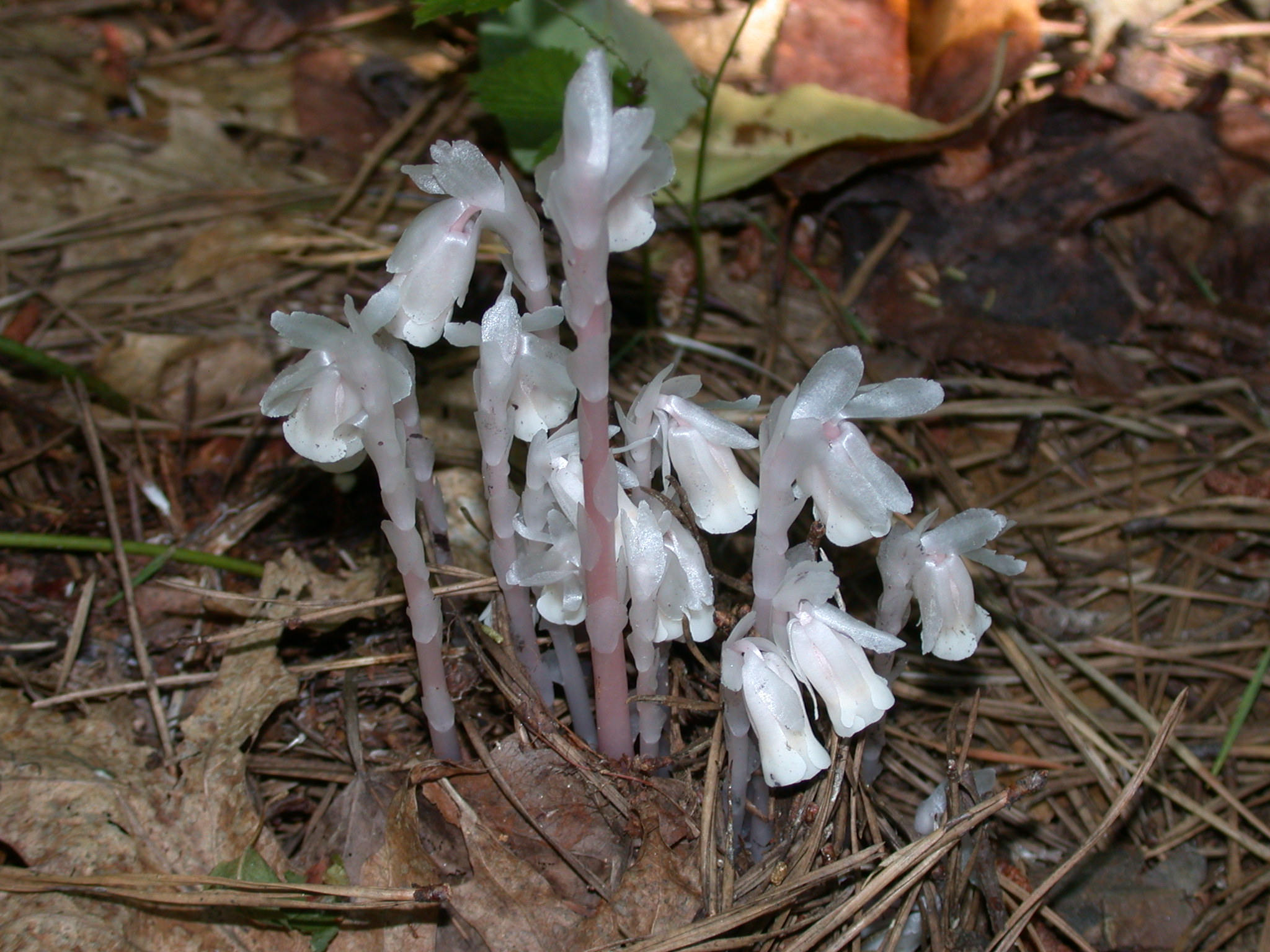 Ericaceae Monotropa uniflora