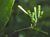 image of Scyphostegia borneensis