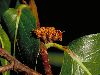 image of Bembicia axillaris