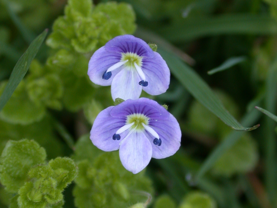 Plantaginaceae Veronica 