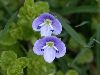 image of Veronica 