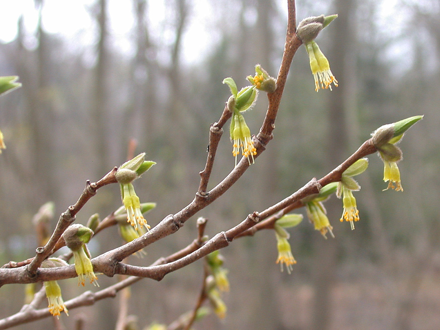 Thymelaeaceae Dirca palustris