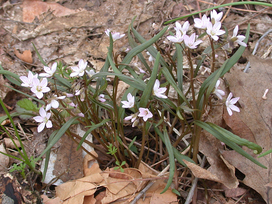 Montiaceae Claytonia virginica