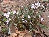 image of Claytonia virginica
