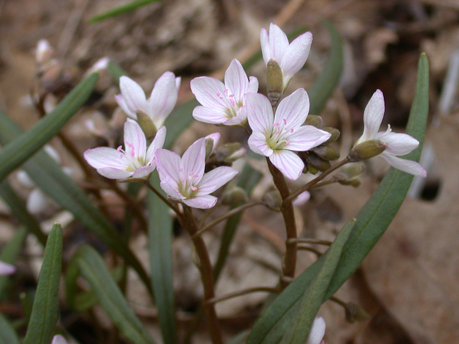 Montiaceae Claytonia virginica