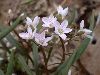 image of Claytonia virginica
