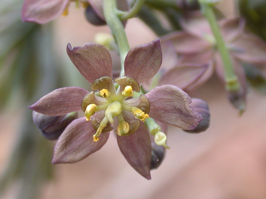 Berberidaceae Caulophyllum thalictroides