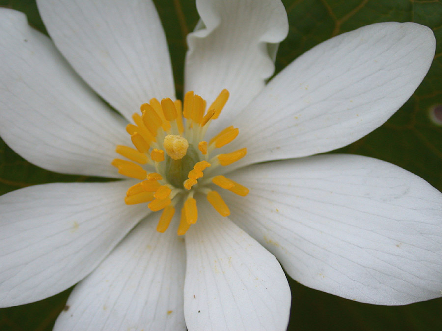 Papaveraceae Sanguinaria canadensis