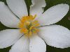 image of Sanguinaria canadensis