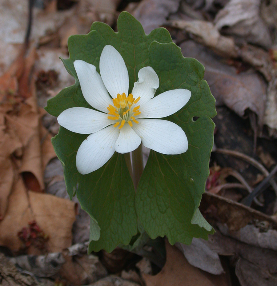 Papaveraceae Sanguinaria canadensis