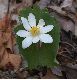 image of Sanguinaria canadensis