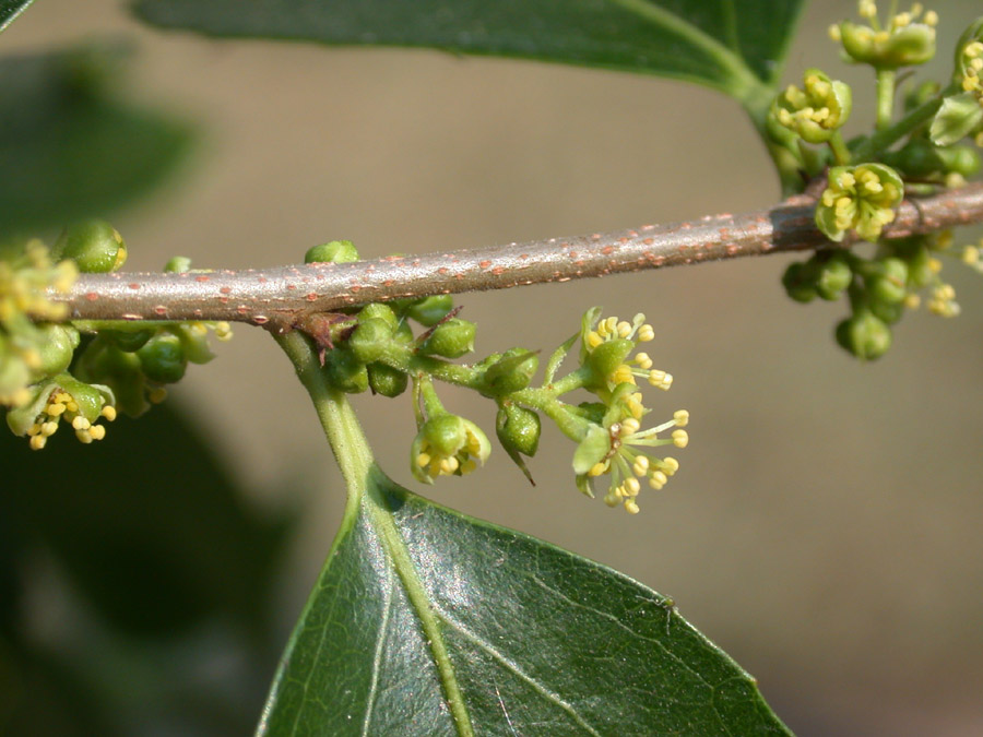 Salicaceae Xylosma congesta