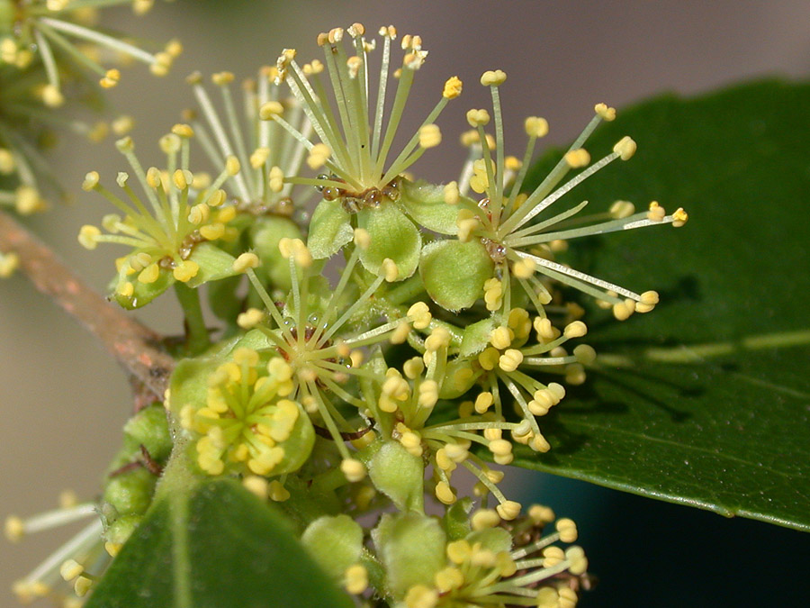 Salicaceae Xylosma congesta
