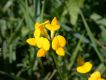 image of Lotus corniculata