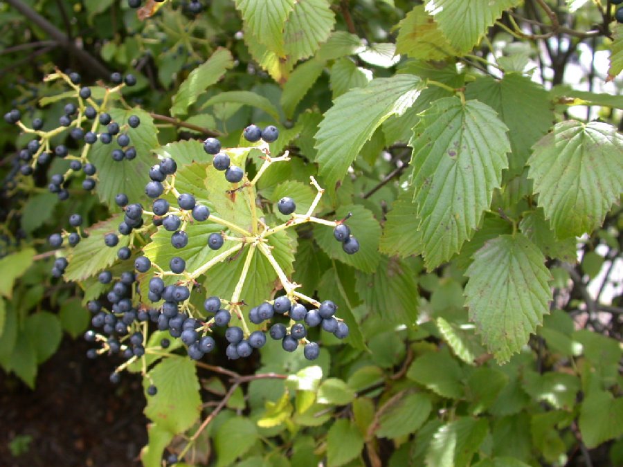 Adoxaceae Viburnum recognitum