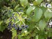 image of Viburnum recognitum