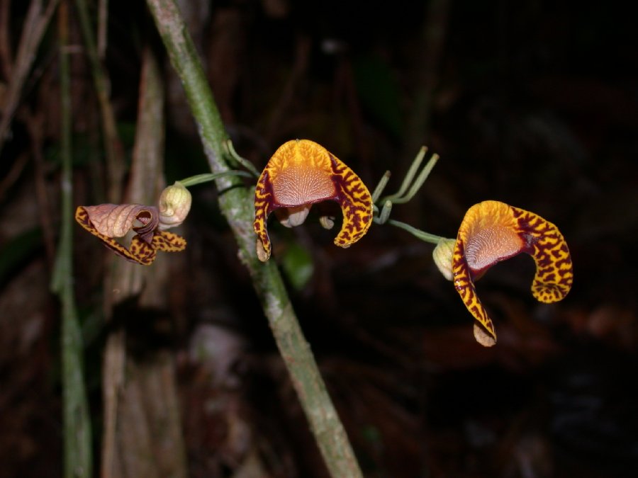 Aristolochiaceae Aristolochia iquitensis