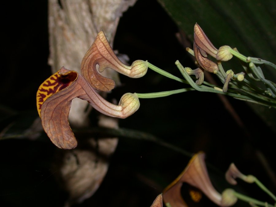 Aristolochiaceae Aristolochia iquitensis
