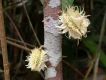 image of Carpotroche longifolia