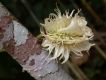 image of Carpotroche longifolia