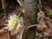 image of Carpotroche longifolia