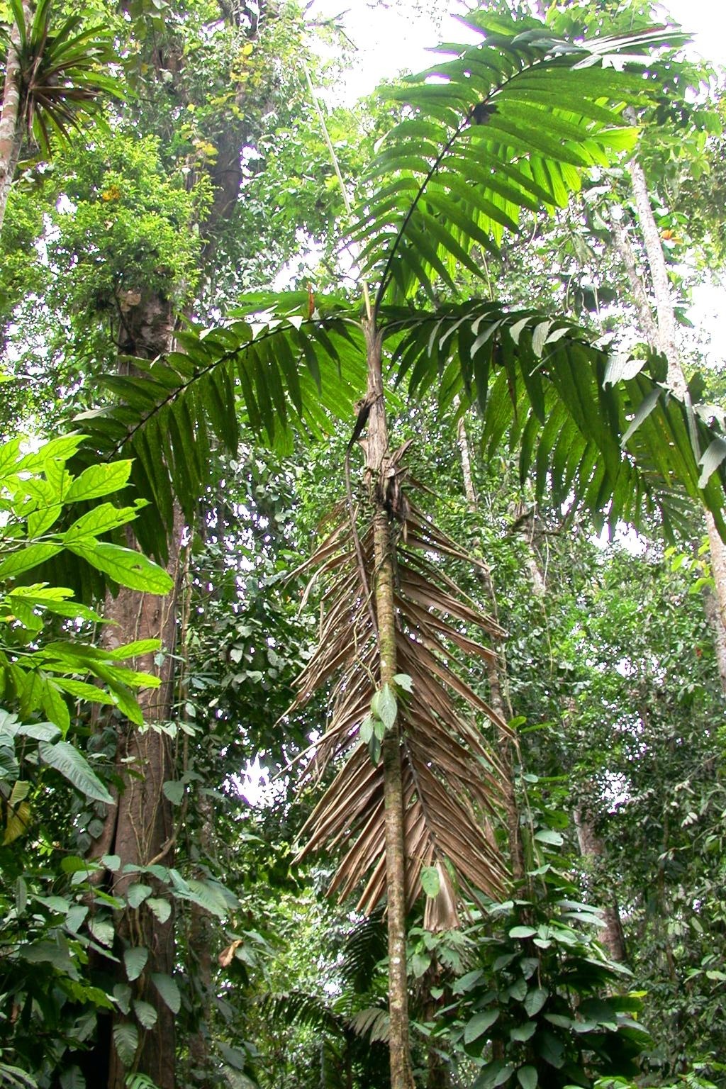 Arecaceae Pholidostachys dactyloides