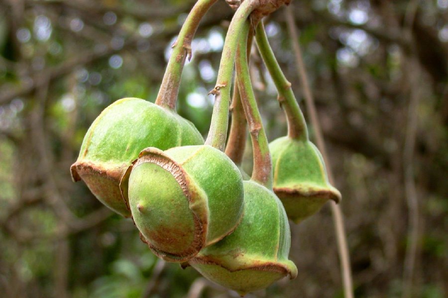 Lecythidaceae Gustavia angustifolia