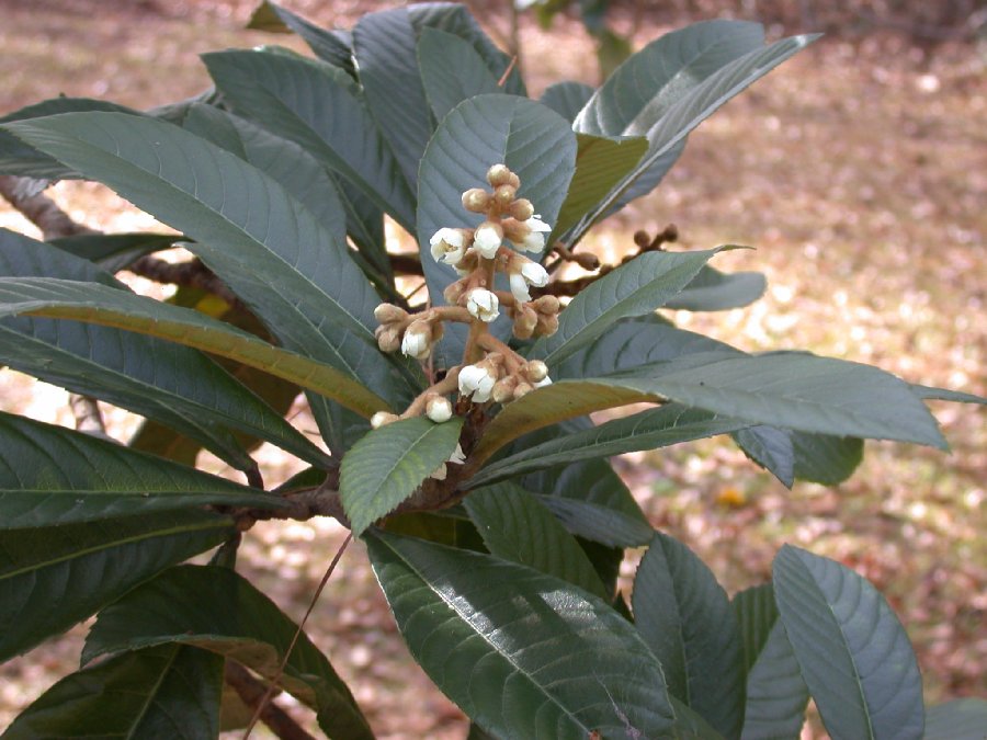 Rosaceae Eriobotrya japonica