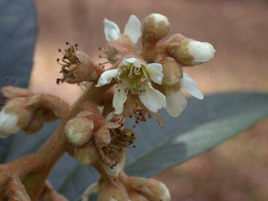Rosaceae Eriobotrya japonica