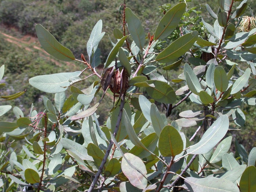 Proteaceae Oreocallis 
