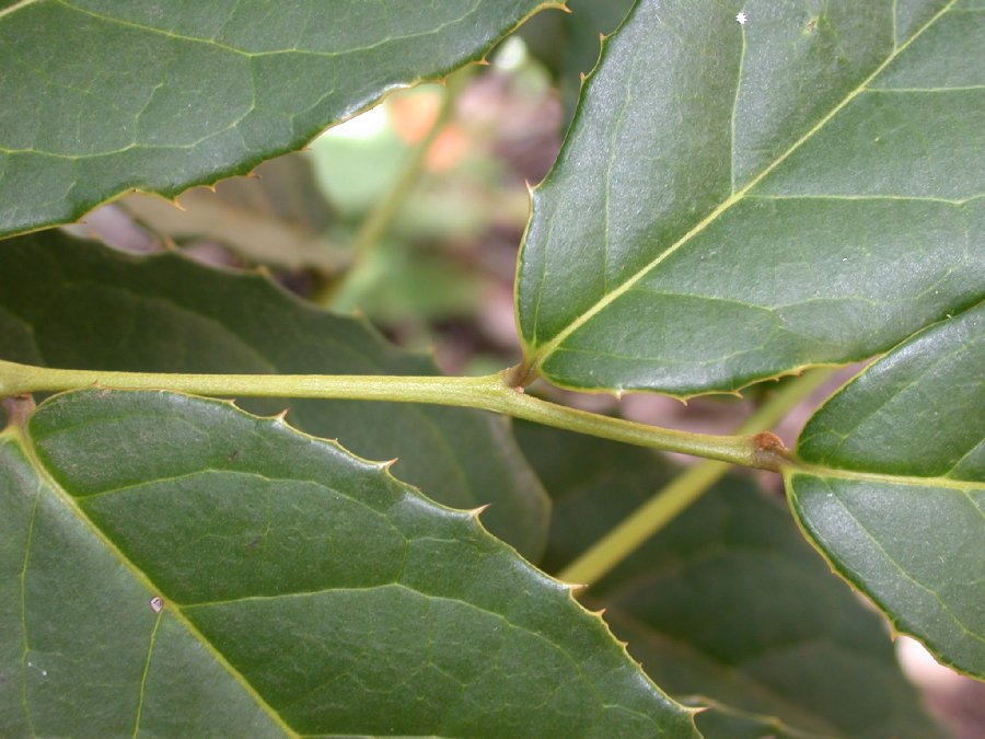 Icacinaceae Citronella 
