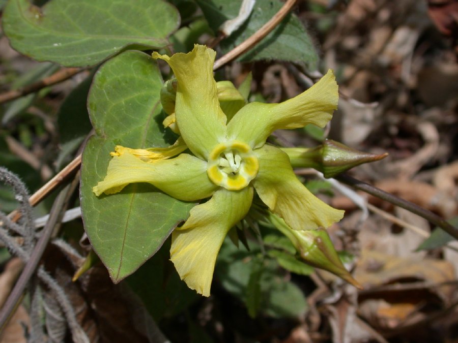 Apocynaceae Prestonia 