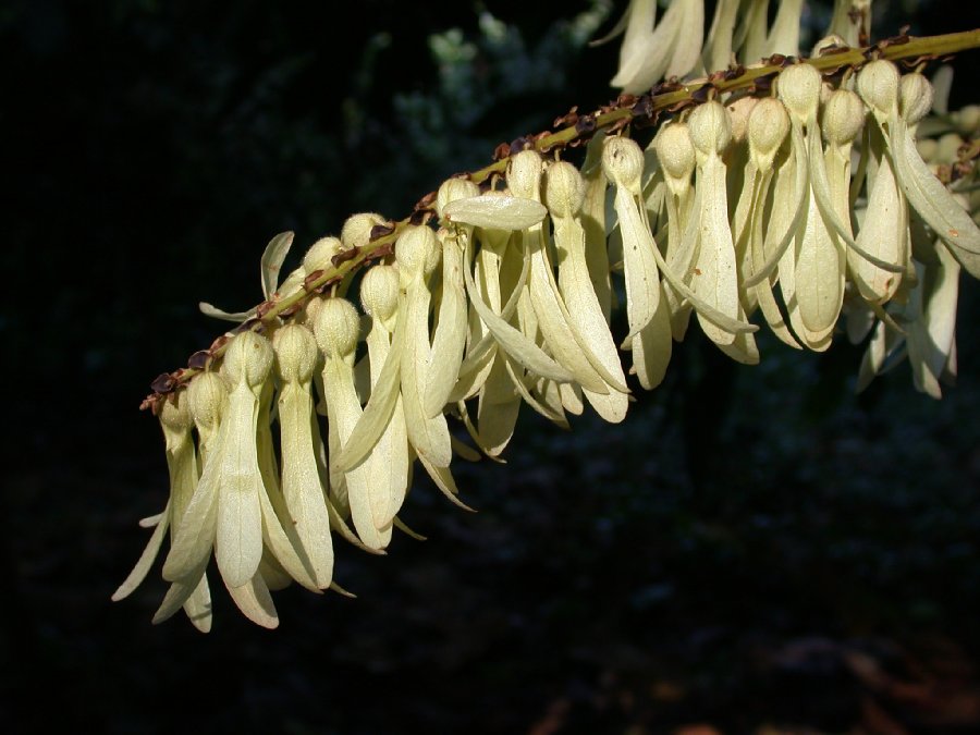 Polygonaceae Triplaris cumingiana