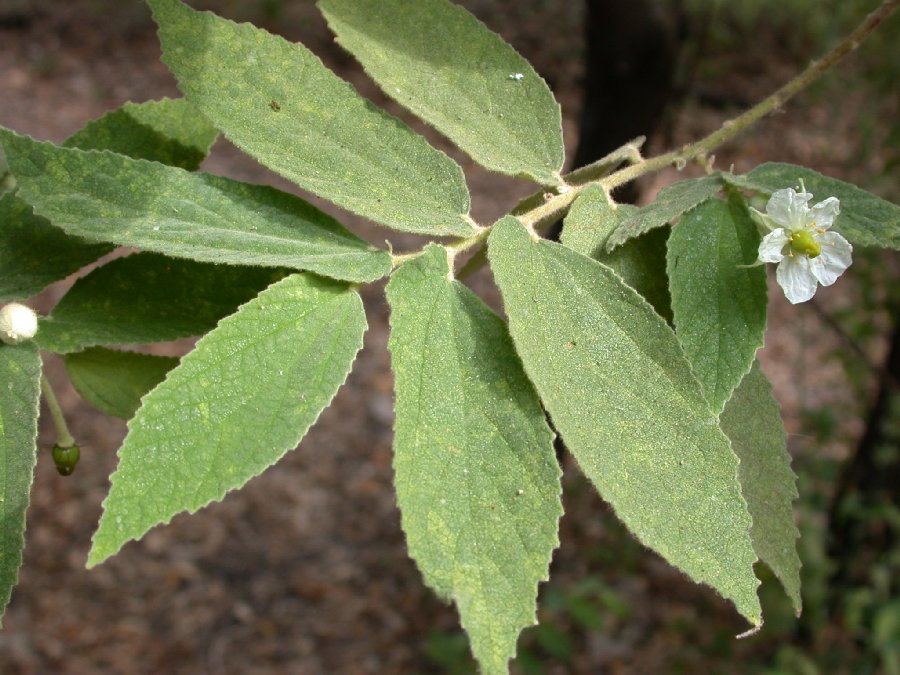 Muntingiaceae Muntingia calabura