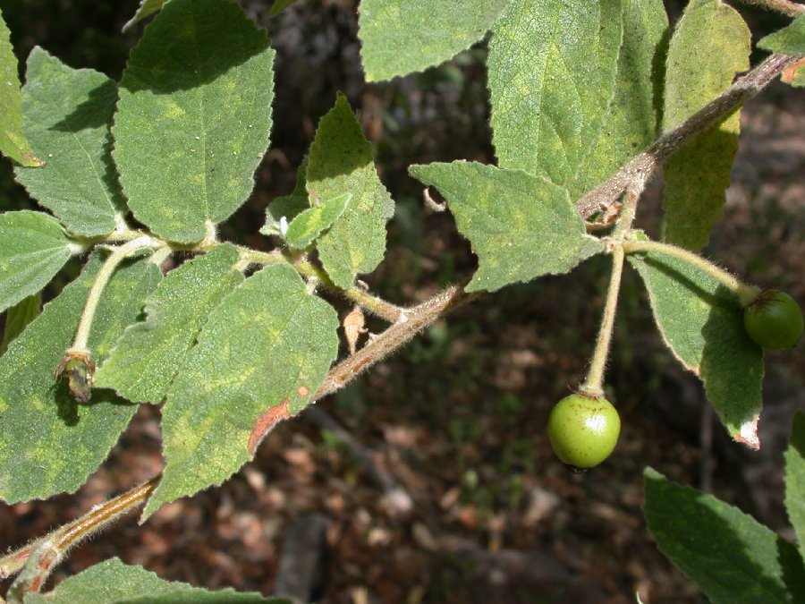 Muntingiaceae Muntingia calabura