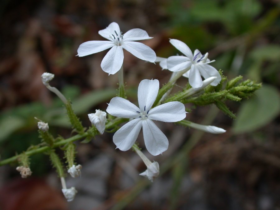 Plumbaginaceae Plumbago 