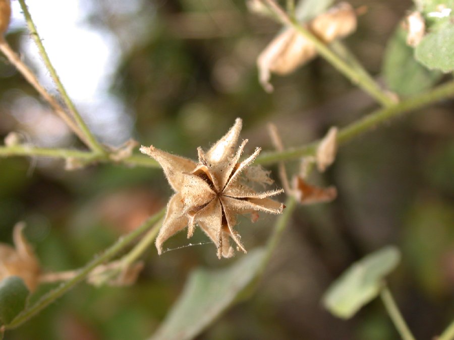 Malvaceae Pavonia 