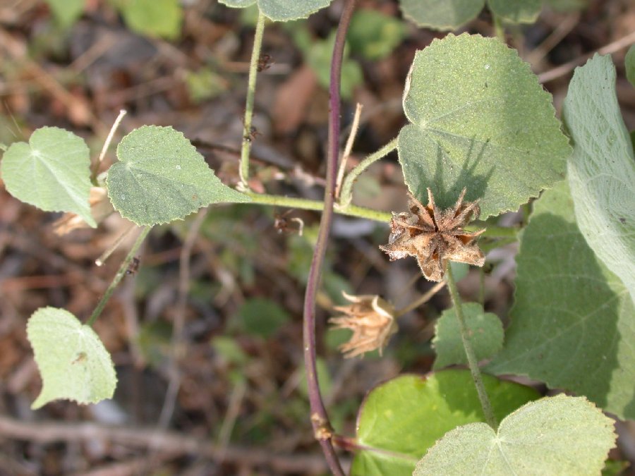 Malvaceae Pavonia 